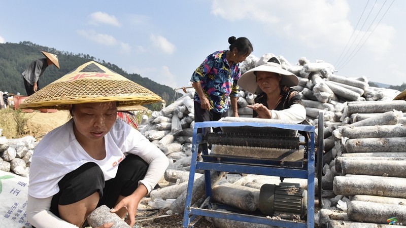 普覺鎮(zhèn)：“稻—耳”輪作忙 靜待“耳”飄香