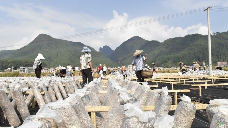普覺鎮(zhèn)：“稻—耳”輪作忙 靜待“耳”飄香