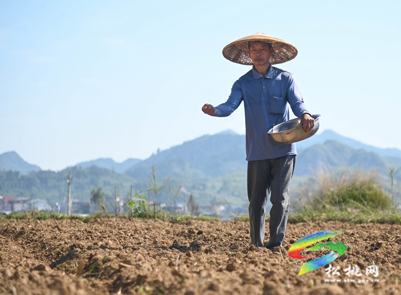 普覺鎮(zhèn)：秋播正當(dāng)時?油菜育苗忙