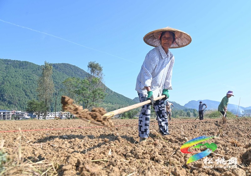 普覺鎮(zhèn)：秋播正當(dāng)時?油菜育苗忙
