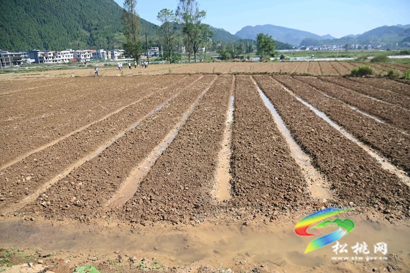 普覺鎮(zhèn)：秋播正當(dāng)時?油菜育苗忙
