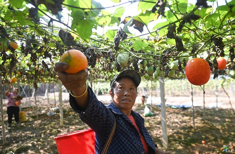 世昌街道沙柳社區(qū)：吊瓜紅了采收忙
