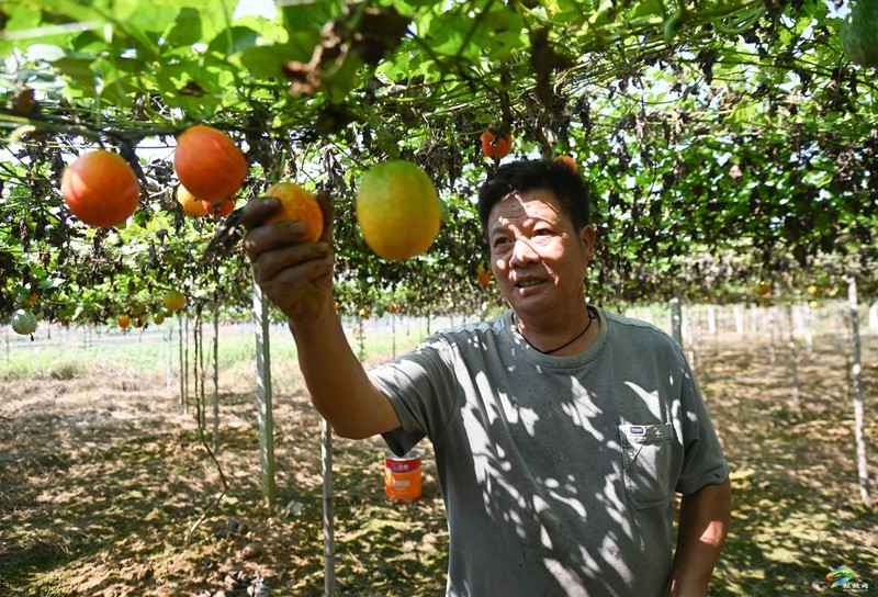 世昌街道沙柳社區(qū)：吊瓜紅了采收忙