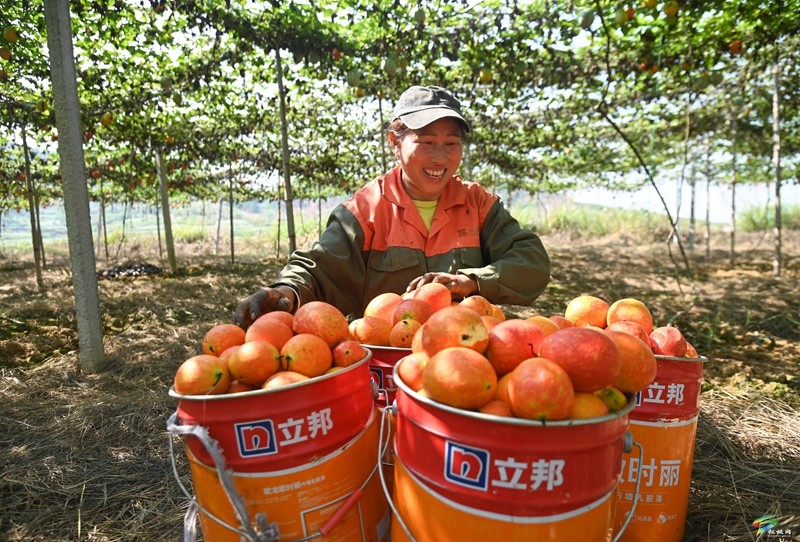 世昌街道沙柳社區(qū)：吊瓜紅了采收忙