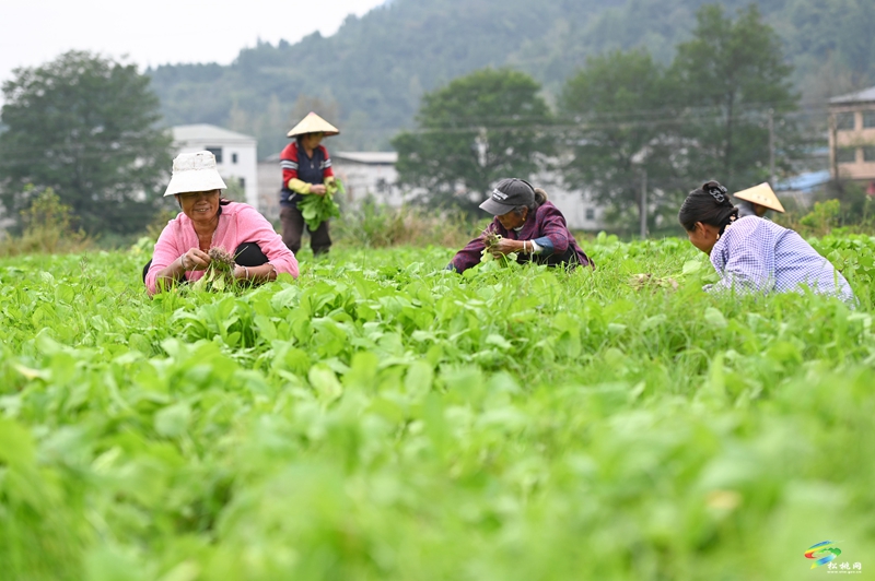 寨英鎮(zhèn)：1500畝訂單榨菜移栽忙