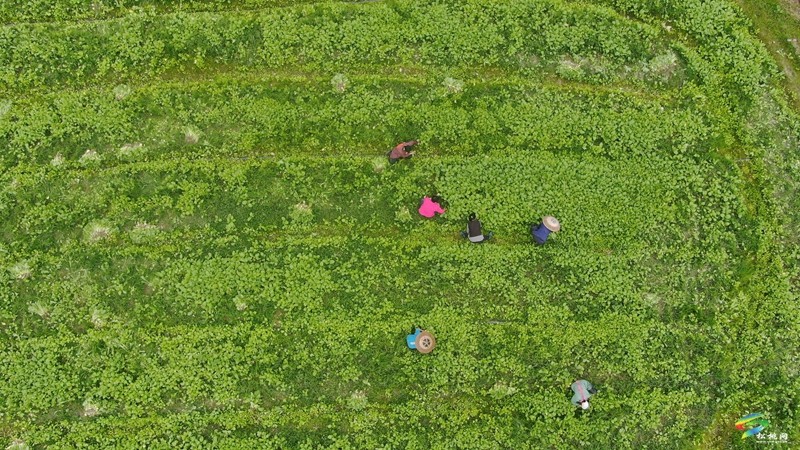 寨英鎮(zhèn)：1500畝訂單榨菜移栽忙