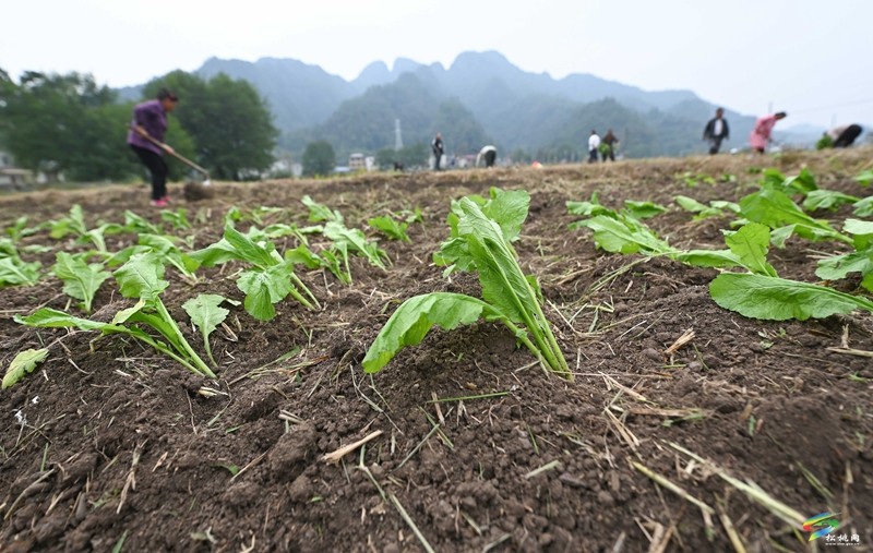 寨英鎮(zhèn)：1500畝訂單榨菜移栽忙