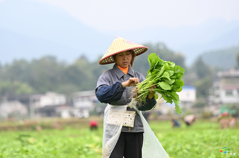 寨英鎮(zhèn)：1500畝訂單榨菜移栽忙