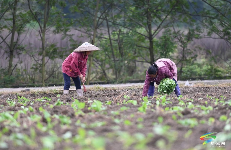 松桃：秋種正當時 14.24萬畝油菜種植忙