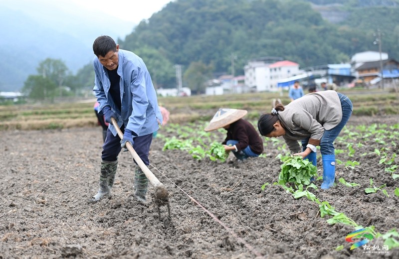 松桃：秋種正當時 14.24萬畝油菜種植忙