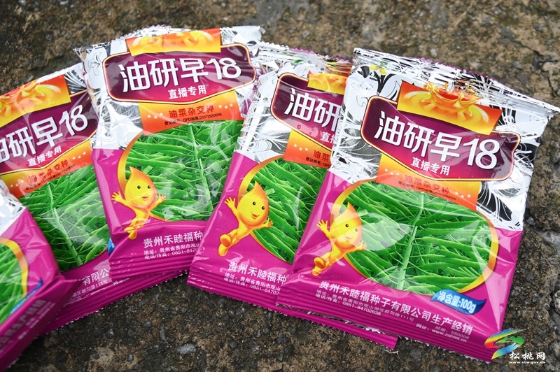 松桃：秋種正當時 14.24萬畝油菜種植忙