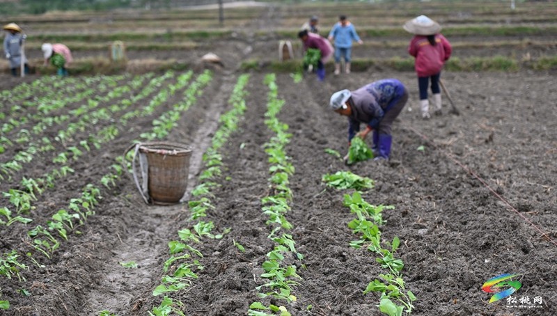 松桃：秋種正當時 14.24萬畝油菜種植忙