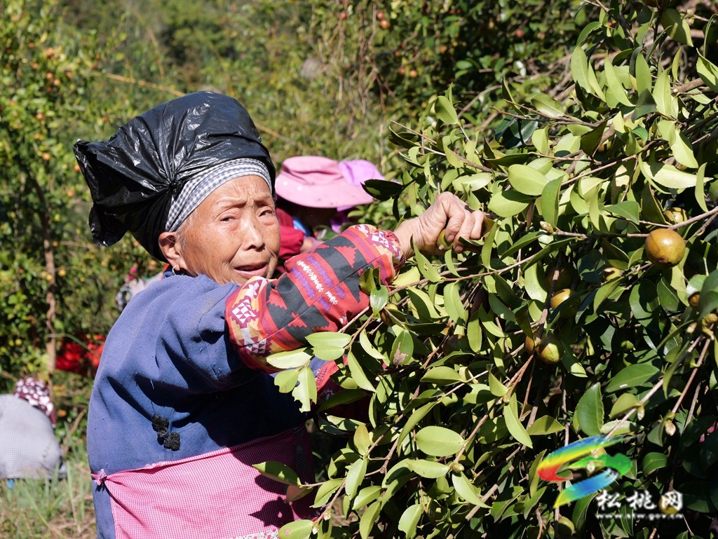 正大鎮(zhèn):滿山枝頭掛金果 油茶豐收采摘忙