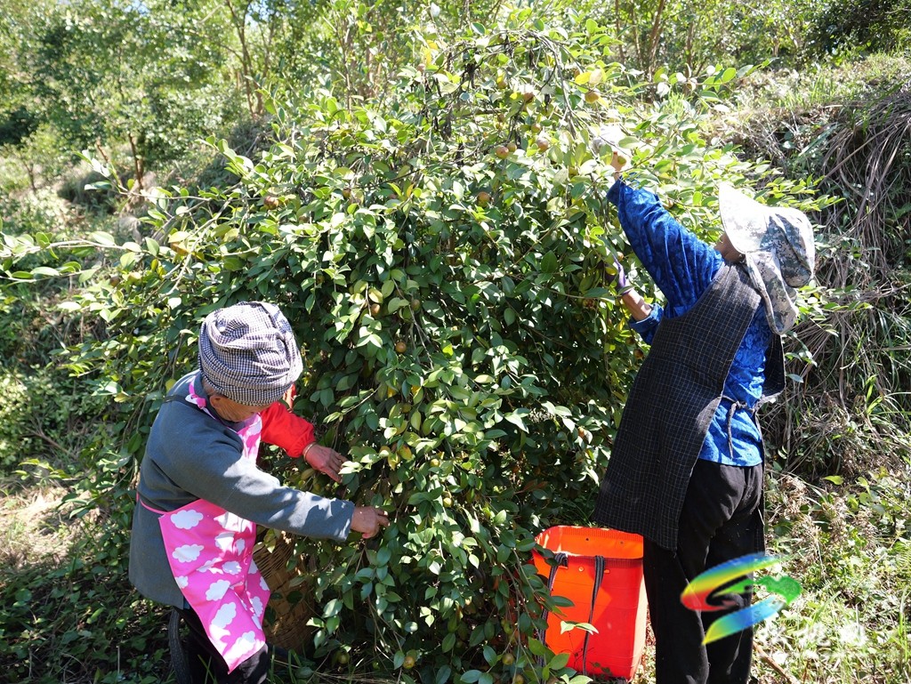 正大鎮(zhèn):滿山枝頭掛金果 油茶豐收采摘忙