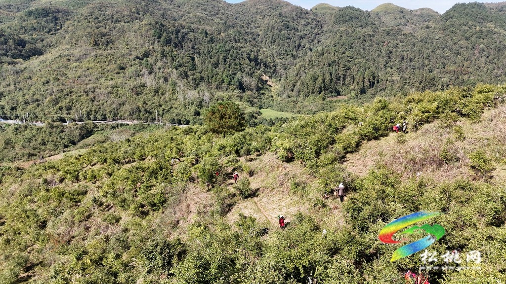 正大鎮(zhèn):滿山枝頭掛金果 油茶豐收采摘忙