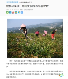 【成績單來了！】松桃2024年11月份對外宣傳成績單