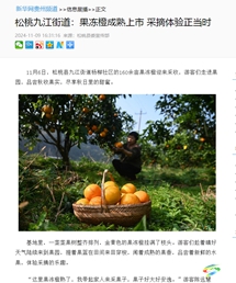 【成績單來了！】松桃2024年11月份對外宣傳成績單