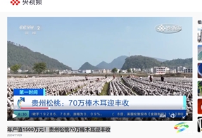 【成績單來了！】松桃2024年11月份對外宣傳成績單