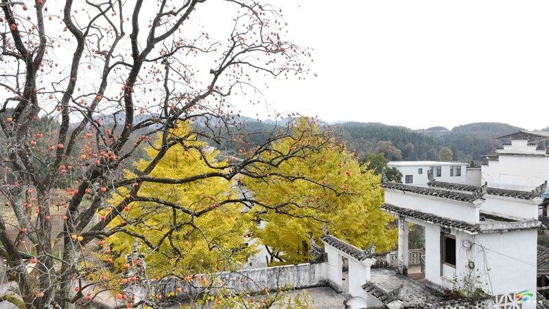 長(zhǎng)坪鄉(xiāng)：柿子黃了  美景如畫