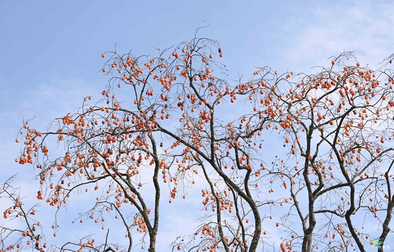 長(zhǎng)坪鄉(xiāng)：柿子黃了  美景如畫