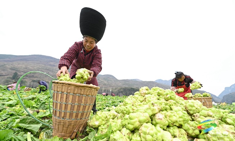 松桃世昌街道：冬季蔬菜采收忙