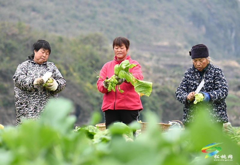松桃世昌街道：冬季蔬菜采收忙