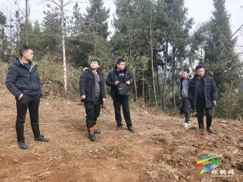普覺鎮(zhèn)持續(xù)開展松材線蟲病疫情除治殲滅戰(zhàn)