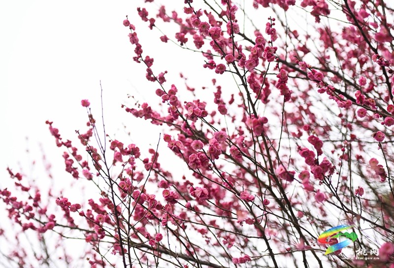 綻放在早春的浪漫 松桃的梅花開了