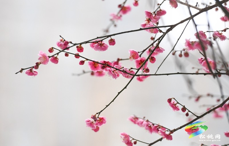 綻放在早春的浪漫 松桃的梅花開了
