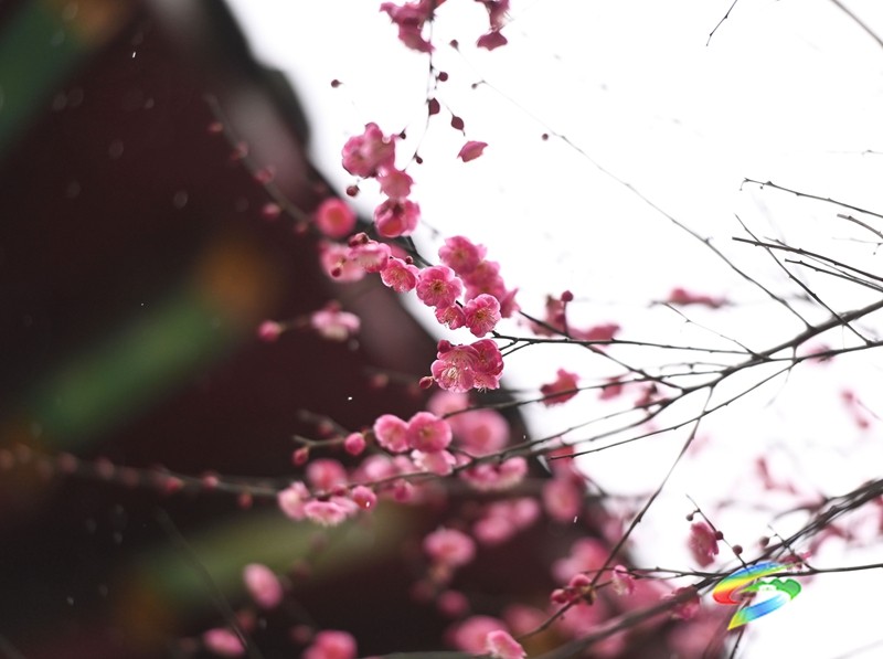 綻放在早春的浪漫 松桃的梅花開了