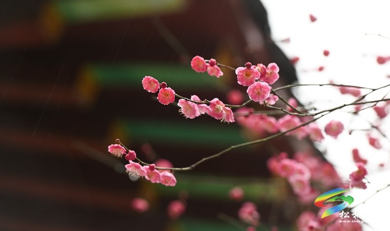 綻放在早春的浪漫 松桃的梅花開了