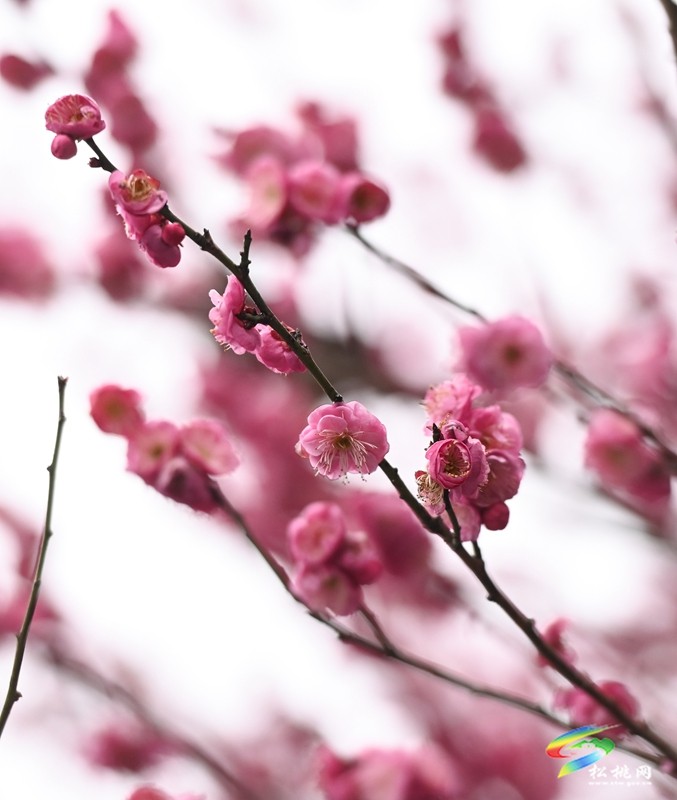 綻放在早春的浪漫 松桃的梅花開了