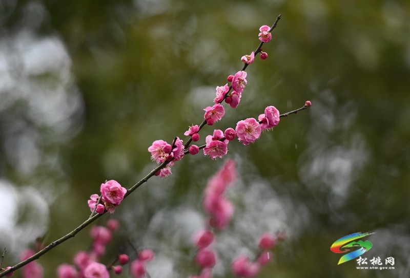 綻放在早春的浪漫 松桃的梅花開了