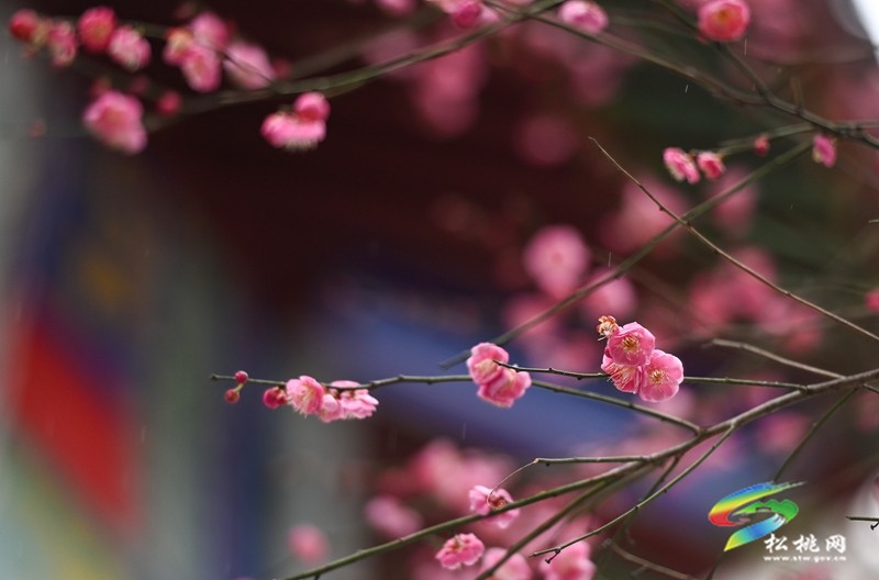 綻放在早春的浪漫 松桃的梅花開了