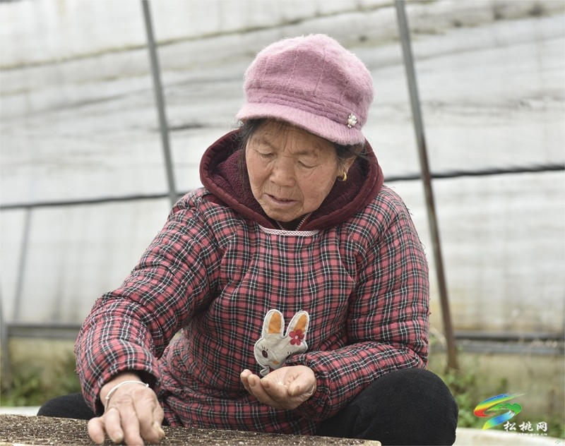 普覺(jué)鎮(zhèn)：辣椒育苗火熱中