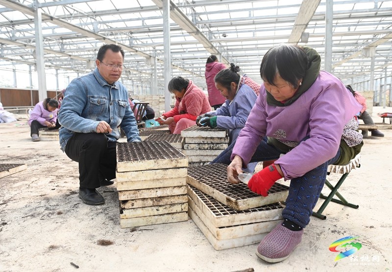 太平營街道：搶抓農(nóng)時 辣椒育苗忙