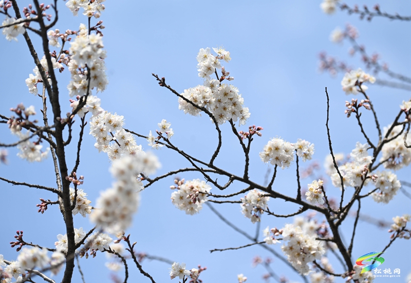 松桃：櫻花爛漫醉春風(fēng)