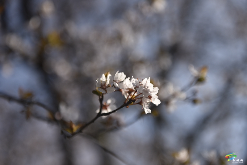 松桃：繁花春滿園