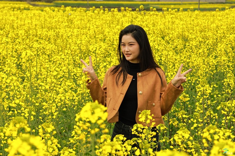 孟溪：游油菜花海 赴春天之約