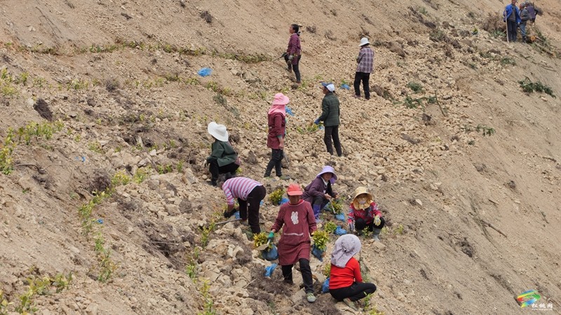 平頭鎮(zhèn)：緊鑼密鼓忙春耕 茶葉基地種植忙