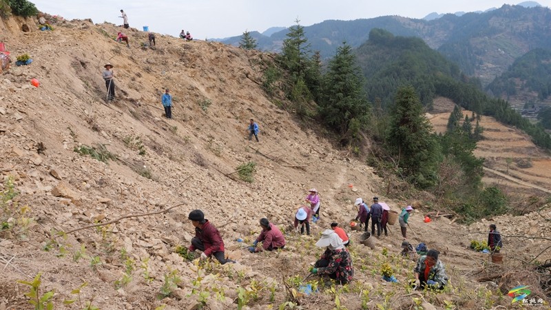 平頭鎮(zhèn)：緊鑼密鼓忙春耕 茶葉基地種植忙