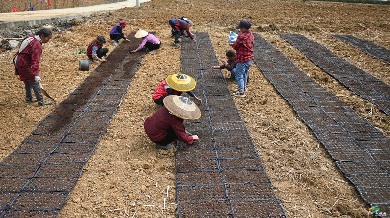 大路鎮(zhèn)大路社區(qū)：春耕正當時 玉米育苗忙
