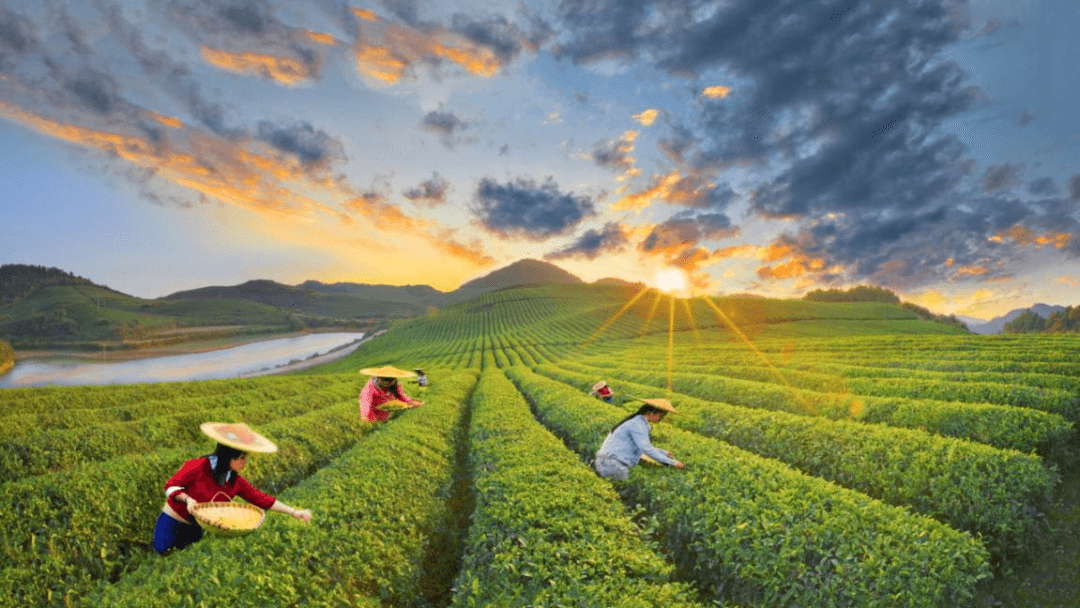 【東山文化講堂第17期預(yù)告】中國宋代抹茶道薄茶點(diǎn)前