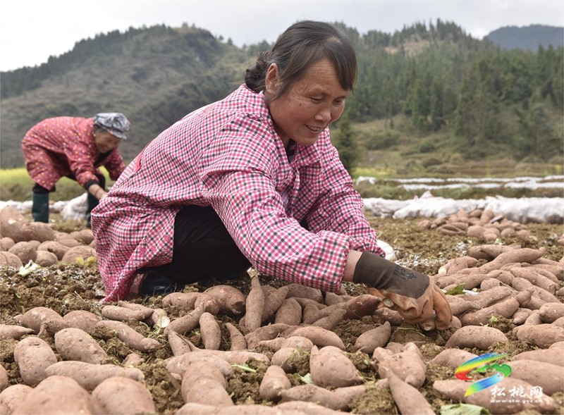 普覺鎮(zhèn):春耕春種好時節(jié) 田間地頭種薯忙
