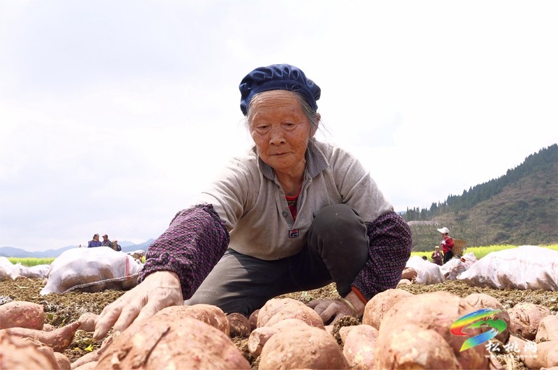 普覺鎮(zhèn):春耕春種好時節(jié) 田間地頭種薯忙