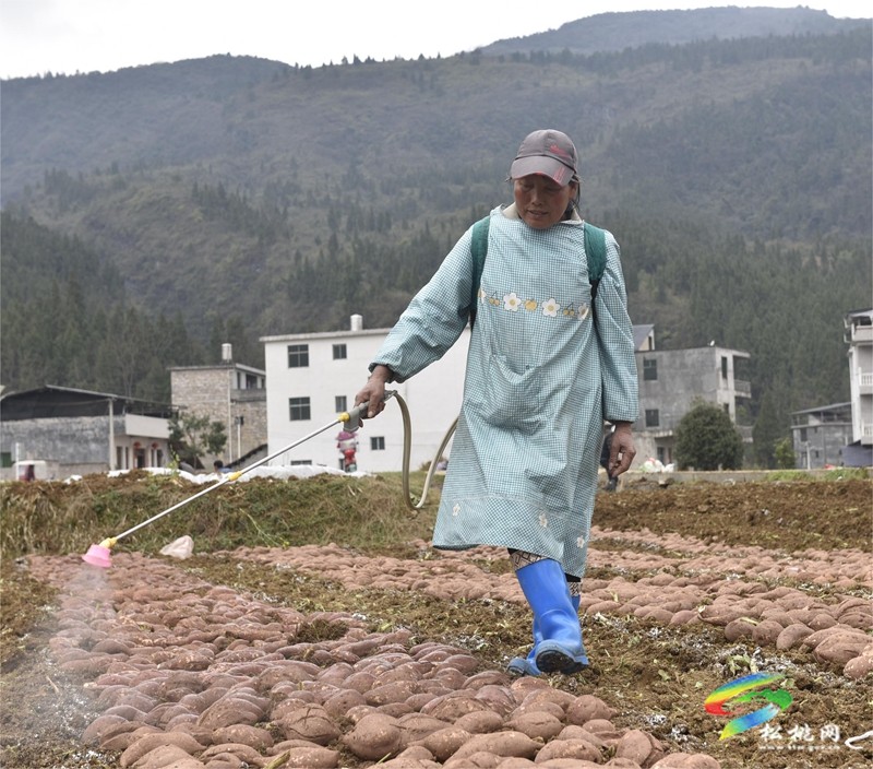 普覺鎮(zhèn):春耕春種好時節(jié) 田間地頭種薯忙