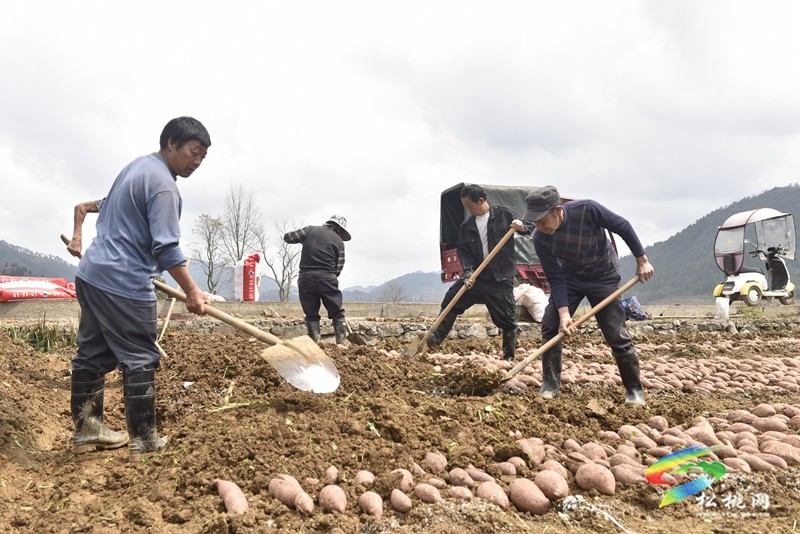 普覺鎮(zhèn):春耕春種好時節(jié) 田間地頭種薯忙