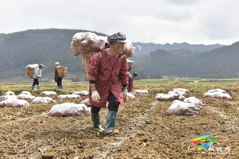 普覺鎮(zhèn):春耕春種好時節(jié) 田間地頭種薯忙