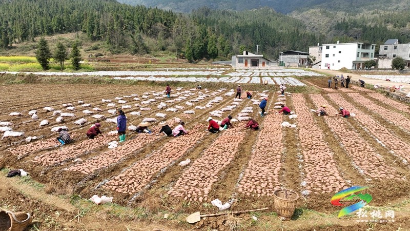 普覺鎮(zhèn):春耕春種好時節(jié) 田間地頭種薯忙