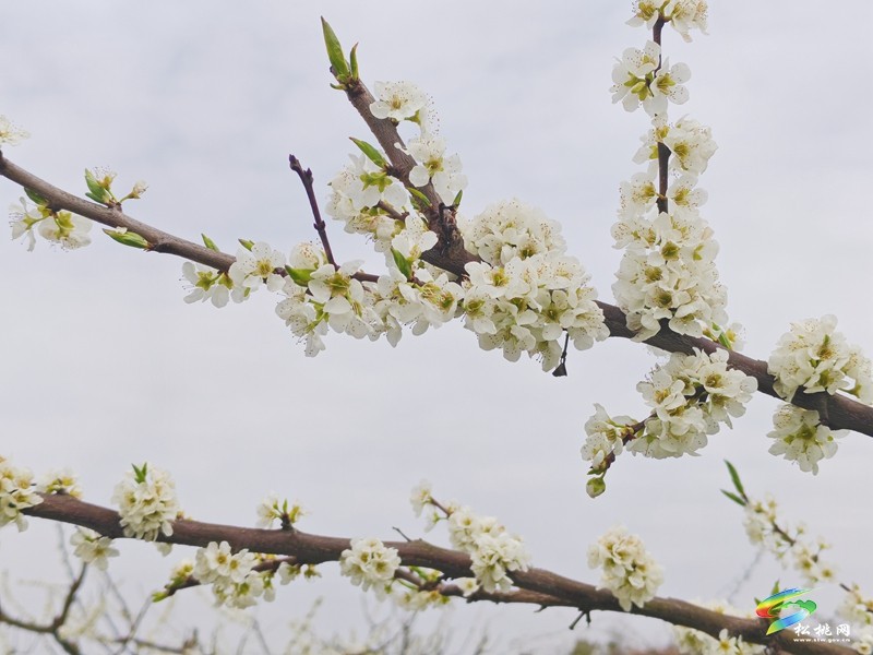 【多彩貴州·花漾中國(guó)】世昌街道:奈李花開(kāi)春意濃